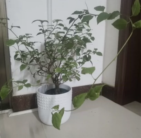 广红樱双杆，大苗飘枝，绿植不售后 感兴趣的...