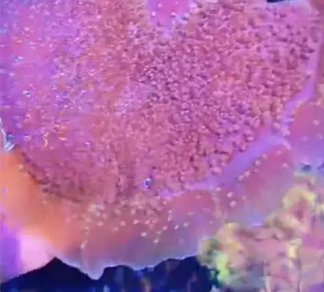 海水珊瑚精品 极大号 象！耳！菇！ 学名:...