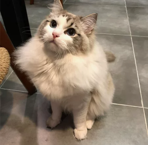 预定家养小布偶啦～ 今年4月配的，2023...