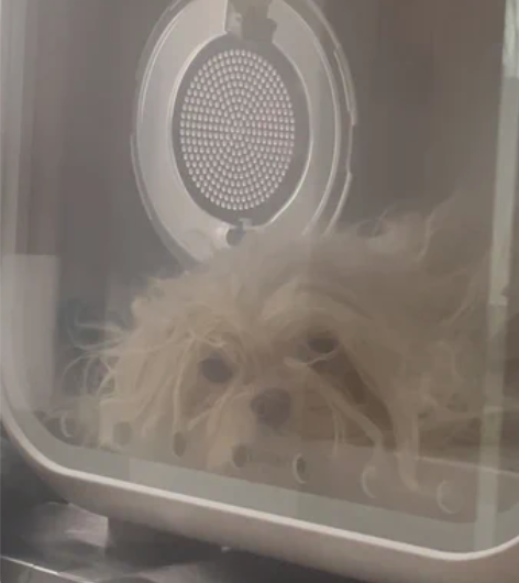 霍曼烘干箱吹水机，出租出租出租出租！不卖不...