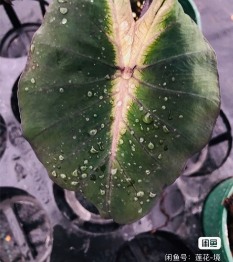 热带风暴海芋 感兴趣的话点“我想要”和我私...