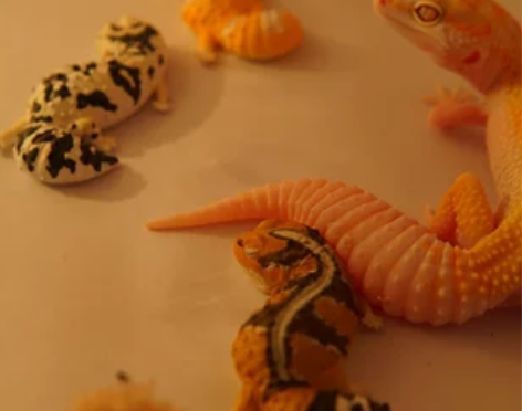 守宫恶魔白酒银河蜜橘电橘翡翠黑夜阳光暴风雪...