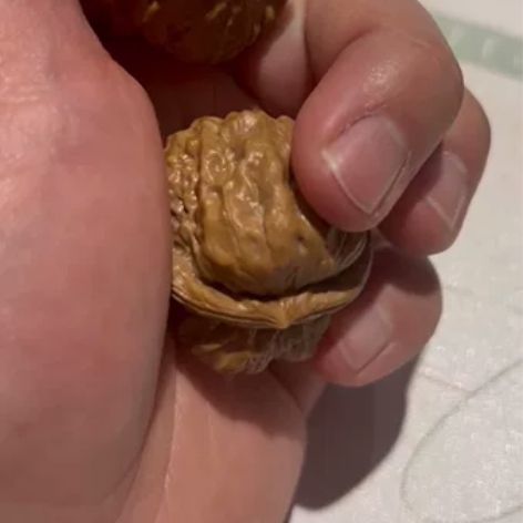 出一对38左右蛤蟆头，开背肌肉蛙，有腿有眼...
