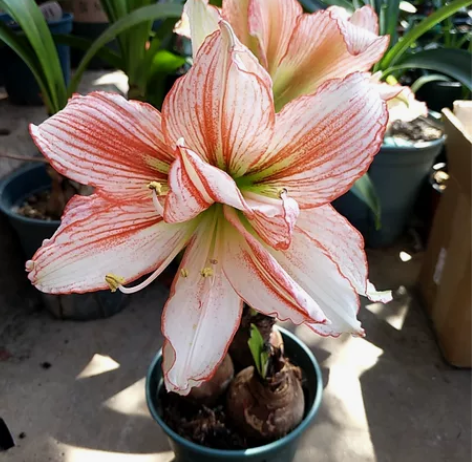 一盆三颗倾城之恋  有一颗正在开花 每一颗...