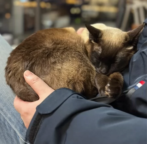 宁波地区 上门喂猫服务 本人自己养了2只猫...