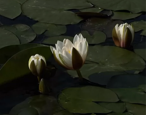 网文签约教学，保过班，过签保底最少20/千...