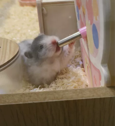 卡诺扭蛋机水樽 可插花 还有一个全新未拆封...